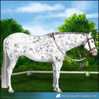 Horse Color:Black Splash Snowcap 