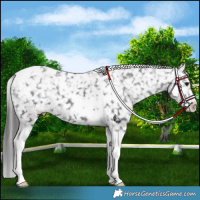 Horse Color:Black Tobiano Snowflake Varnish
