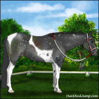 Horse Color:Black Tobiano Appaloosa