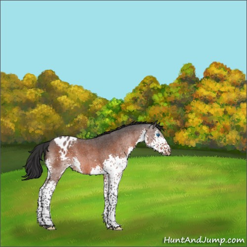 Horse Color:Brown Roan Splash Appaloosa 