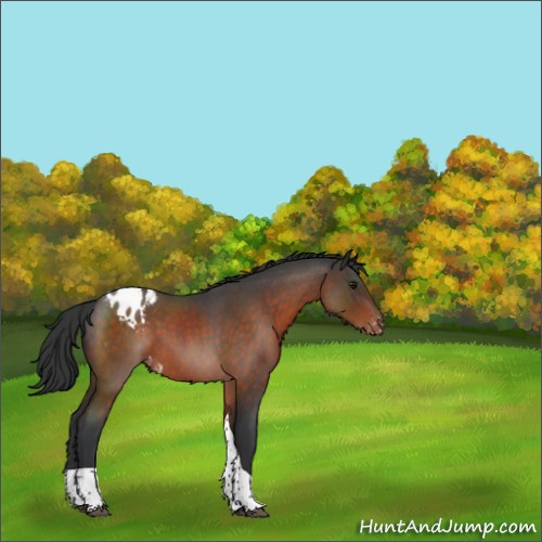 Horse Color:Brown Roan Tobiano Appaloosa 