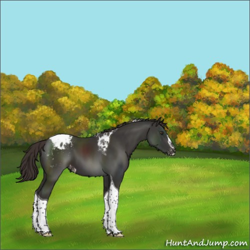 Horse Color:Liver Chestnut Sabino Tobiano Appaloosa 
