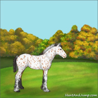 Horse Color:Bay Appaloosa 