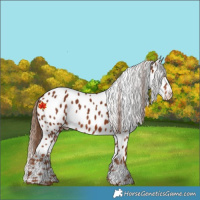 Horse Color:Chestnut Appaloosa 