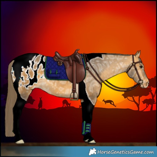 Horse Color:Buckskin Ice Tobiano Appaloosa 