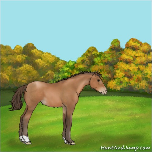 Horse Color:Gray Black Pearl 