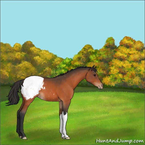 Horse Color:Bay Appaloosa 