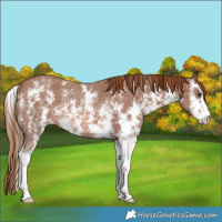 Horse Color:Chestnut Sabino Rabicano 