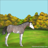 Horse Color:Liver Red Roan Sabino Splash Rabicano 
