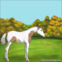 Horse Color:Chestnut Sabino Splash Tobiano Rabicano 