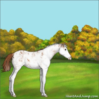 Horse Color:Chestnut Sabino Splash Rabicano 