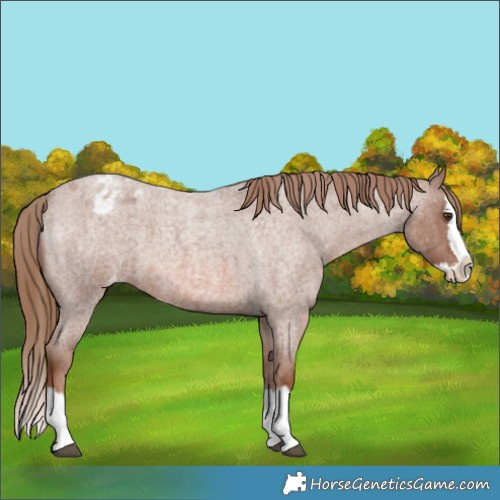 Horse Color:Red Roan Splash Appaloosa