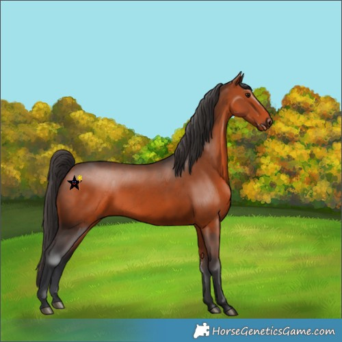 Horse Color:Bay 