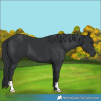 Horse Color:Black Chinchilla 