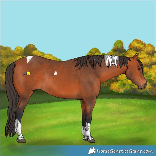 Horse Color:Bay Tobiano Rabicano 