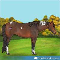 Horse Color:Bay Tobiano Rabicano 