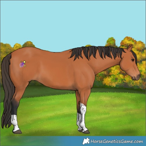 Horse Color:Bay Tobiano 