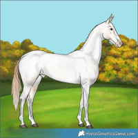 Horse Color:Buckskin Dun Appaloosa 