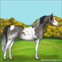 Horse Color:White Spotted Grullo Splash Tobiano 