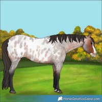 Horse Color:Bay Roan Splash Appaloosa 
