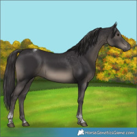 Horse Color:Smoky Black Tobiano Rabicano 