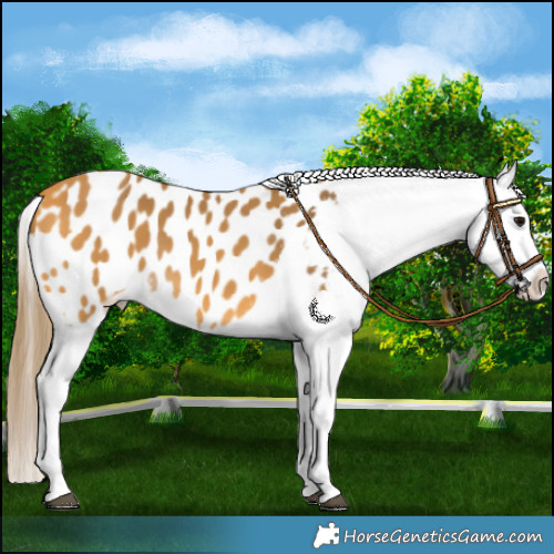 Horse Color:Buckskin Appaloosa 
