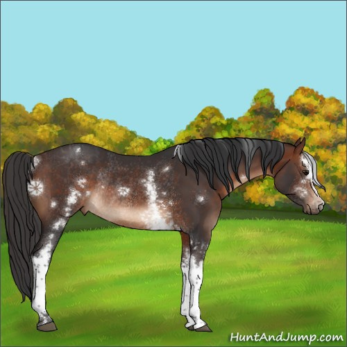 Horse Color:White Spotted Brown Rabicano 