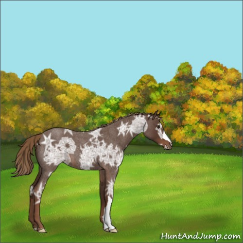 Horse Color:Liver Red Ice Roan 
