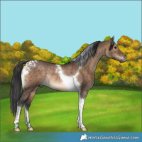 Horse Color:Brown Dun Tobiano Rabicano