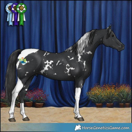 Horse Color:White Spotted Black Tobiano 