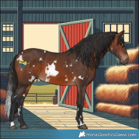 Horse Color:White Spotted Brown 