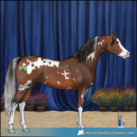Horse Color:White Spotted Bay Splash