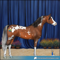 Horse Color:White Spotted Bay Splash