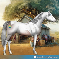 Horse Color:Gray Bay Splash Tobiano 