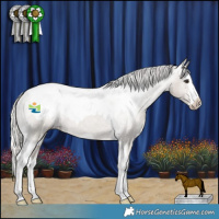 Horse Color:Silver Buckskin Roan Splash Appaloosa Rabicano and Silver Grullo Splash Tobiano Appaloosa