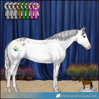 Horse Color:Silver Buckskin Roan Splash Appaloosa Rabicano  and Silver Grullo Splash Tobiano Appaloosa 