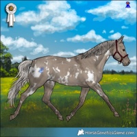 Horse Color:White Spotted Silver Grullo 