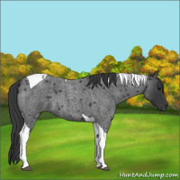 Horse Color:Blue Roan Tobiano