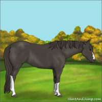 Horse Color:Smoky Black 