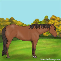 Horse Color:Bay 