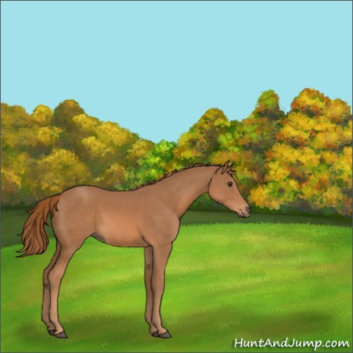 Horse Color:Chestnut 