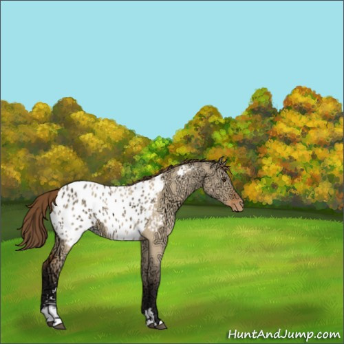 Horse Color:Bay Ice Dun Sabino Appaloosa 