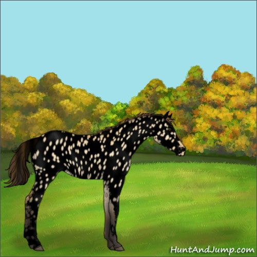 Horse Color:Void Buckskin Dun Appaloosa 