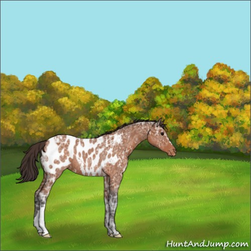 Horse Color:Buckskin Ice Appaloosa Rabicano 
