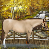 Horse Color:Gray Smoky Grullo Pearl