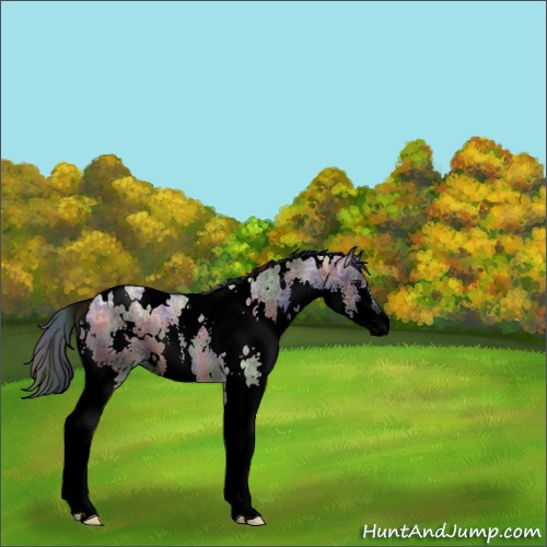 Horse Color:Void Nacre White Spotted Grullo Ice Splash 