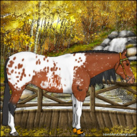 Horse Color:Bay Tobiano Blanket