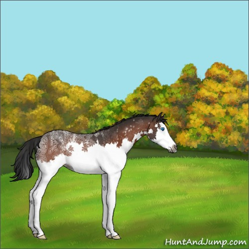 Horse Color:Gray White Spotted Bay Ice Splash Rabicano 