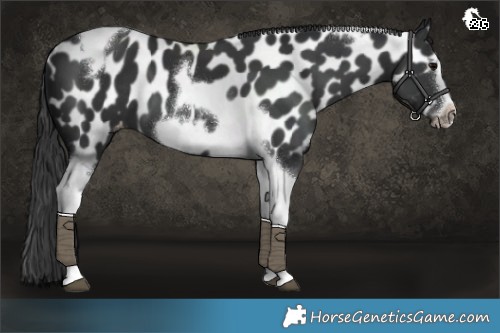 Horse Color:Black Tobiano Frame Appaloosa 