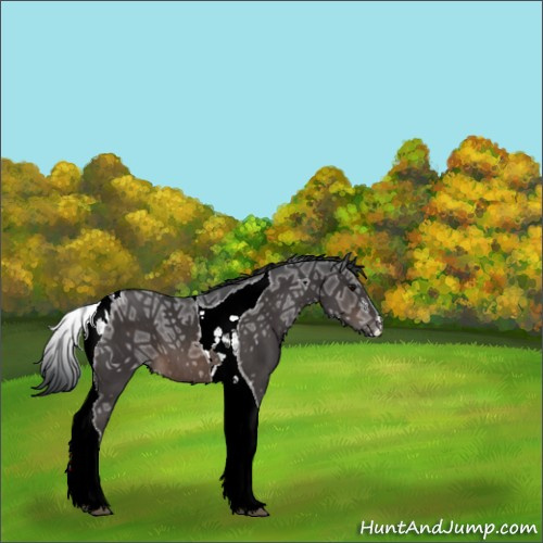 Horse Color:ERROR: UNKNOWN ANOMALY